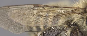 Media type: image;   Entomology 15717 Aspect: Wing hind